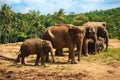 Elephant family walking towards a water Royalty Free Stock Photo