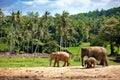Elephant family walking towards a water hole Royalty Free Stock Photo