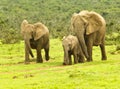 Elephant family walking towards a waterhole Royalty Free Stock Photo