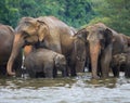 Elephant family in water