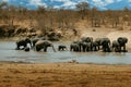 Elephant family at the water hole