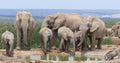 Elephant family at water hole Royalty Free Stock Photo