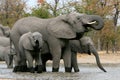 Elephant family waterhole Royalty Free Stock Photo