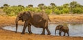 Elephant family at a waterhole in Botswana, Africa Royalty Free Stock Photo