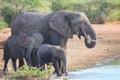 Elephant family at a waterhole Royalty Free Stock Photo