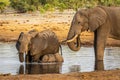 Elephant family at a waterhole in Botswana, Africa Royalty Free Stock Photo