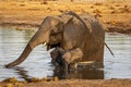 Elephant family at a waterhole in Botswana, Africa Royalty Free Stock Photo