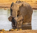 Elephant family at a waterhole in Botswana, Africa Royalty Free Stock Photo