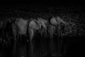 Elephant family at waterhole at night Royalty Free Stock Photo