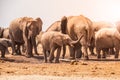 Elephant family at waterhole Royalty Free Stock Photo