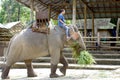 Elephant farm in northern thailand