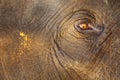 Elephant farm, sad eyes of an elephant close-up Royalty Free Stock Photo