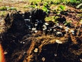 Elephant feces with mushrooms in rainy season