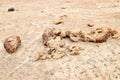 Elephant feces on road