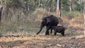 Elephant Feeding her Baby at Kabini Nagarhole National Park