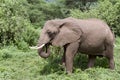 Elephant feeding, Lake Manyara, Tanzania