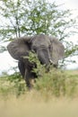 Elephant feeding on tree