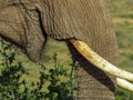 Elephant feeding on vegetation in the Addo Elephant Park, South