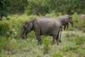 Elephant feeding in western ghats india Royalty Free Stock Photo