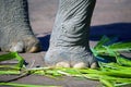 Elephant feet