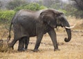 Elephant female Royalty Free Stock Photo