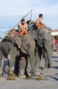 Elephant festival in Surin