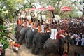 Elephant festival of Thrissur