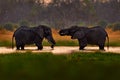 Elephant fight in the Khwai river, Moremi in Botswana. Africa sunset, elephant in the water, evening lifgt. Two big animal with