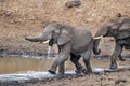 Elephant fighting while drinking at the pool in kruger park south africa Royalty Free Stock Photo