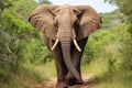 an elephant flapping its large ears Royalty Free Stock Photo
