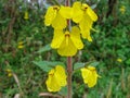 An elephant flower Rhynchocorys elephas