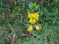 An elephant flower Rhynchocorys elephas