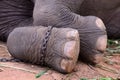 Elephant foot.