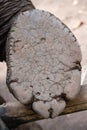 Elephant foot close up showing cracked, dry, footpad Royalty Free Stock Photo