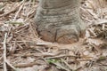 Elephant foot mountain mud.