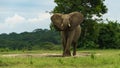 Elephant in front with green background