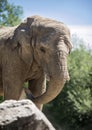 Elephant Front Profile