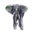 Elephant front view, hand painted watercolor illustration design element Royalty Free Stock Photo