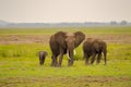 Elephant front view with his cub in the savannah