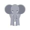 Elephant front view isolated. Big wild African beast on white ba Royalty Free Stock Photo