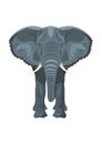 Elephant front view, isolated