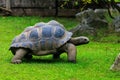 Elephant or Galapagos tortoise. Background with selective focus and copy space Royalty Free Stock Photo