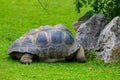 Elephant or Galapagos tortoise. Background with selective focus and copy space Royalty Free Stock Photo