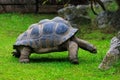 Elephant or Galapagos tortoise. Background with selective focus and copy space Royalty Free Stock Photo