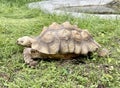 Elephant Galapagos turtle eats grass at the zoo