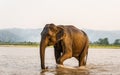 Elephant in the Gandak river in Chitwan National Park, Nepal Royalty Free Stock Photo