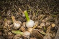 Elephant garlic curing on a wagon Royalty Free Stock Photo