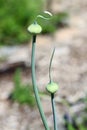 Elephant garlic spathes Royalty Free Stock Photo