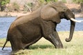 Elephant getting out of water in Chobe riverfront Royalty Free Stock Photo