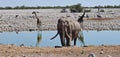 Elephant and giraffes on the water hole in Africa Royalty Free Stock Photo